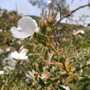 Photographie n°2484237 du taxon Rosa agrestis Savi