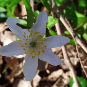 Photographie n°2484332 du taxon Anemone nemorosa L. [1753]