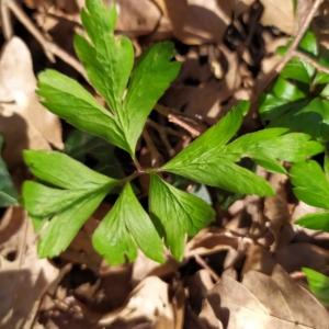 Photographie n°2484333 du taxon Anemone nemorosa L. [1753]