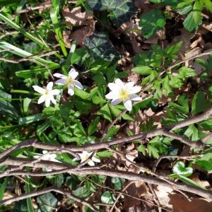 Photographie n°2484334 du taxon Anemone nemorosa L. [1753]