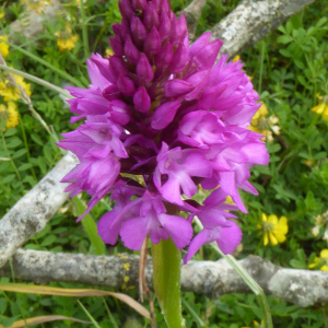 Photographie n°2484378 du taxon Orchis pyramidalis L. [1753]