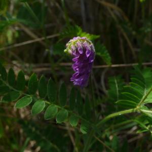 Photographie n°2484404 du taxon Vicia incana Gouan [1764]