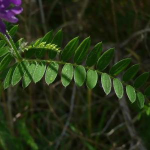 Photographie n°2484406 du taxon Vicia incana Gouan [1764]