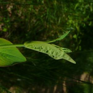 Photographie n°2484409 du taxon Hypericum montanum L. [1755]