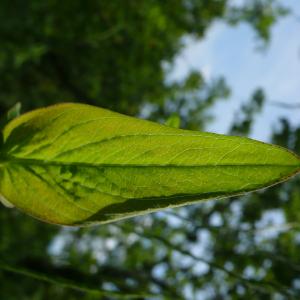 Photographie n°2484410 du taxon Hypericum montanum L. [1755]