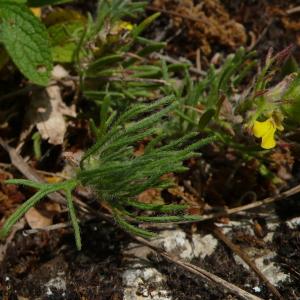 Photographie n°2484416 du taxon Ajuga chamaepitys subsp. chamaepitys