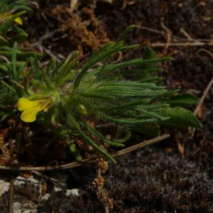 Photographie n°2484417 du taxon Ajuga chamaepitys subsp. chamaepitys