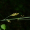  lorichin - Patzkea paniculata subsp. spadicea (L.) B.Bock [2012]