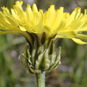 Photographie n°2484425 du taxon Crepis albida Vill.