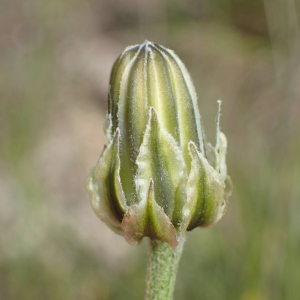 Photographie n°2484426 du taxon Crepis albida Vill.