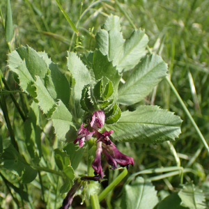 Photographie n°2484443 du taxon Vicia serratifolia Jacq.