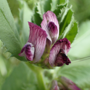 Photographie n°2484445 du taxon Vicia serratifolia Jacq.