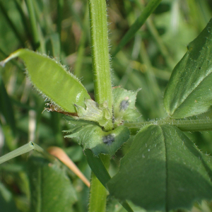 Photographie n°2484446 du taxon Vicia serratifolia Jacq.