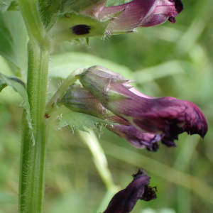 Photographie n°2484447 du taxon Vicia serratifolia Jacq.