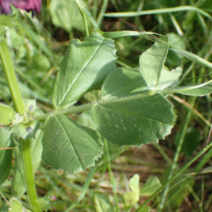 Photographie n°2484448 du taxon Vicia serratifolia Jacq.