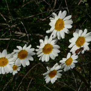 Photographie n°2484459 du taxon Tanacetum corymbosum (L.) Sch.Bip. [1844]