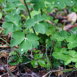 Photographie n°2484461 du taxon Aquilegia vulgaris L. [1753]