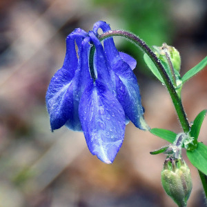 Photographie n°2484462 du taxon Aquilegia vulgaris L. [1753]