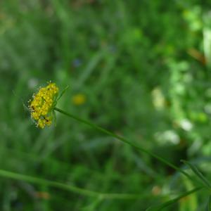 Photographie n°2484463 du taxon Bupleurum falcatum L.