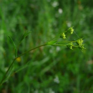 Photographie n°2484467 du taxon Bupleurum falcatum L.