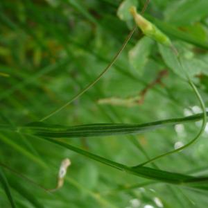 Photographie n°2484486 du taxon Lathyrus nissolia L. [1753]