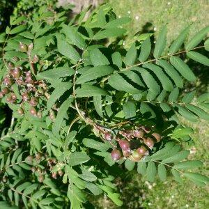 Photographie n°2484546 du taxon Sorbus domestica L. [1753]