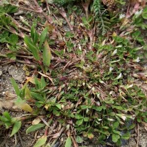 Photographie n°2484588 du taxon Trifolium ornithopodioides L. [1753]