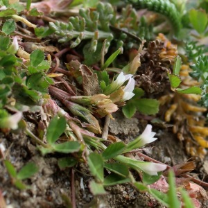 Photographie n°2484589 du taxon Trifolium ornithopodioides L. [1753]