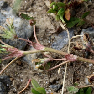 Photographie n°2484590 du taxon Trifolium ornithopodioides L. [1753]