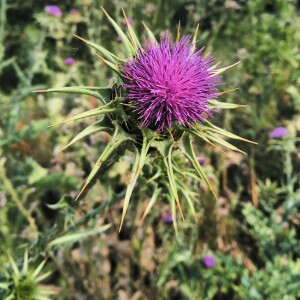 Photographie n°2484607 du taxon Silybum marianum (L.) Gaertn. [1791]