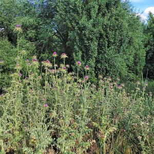 Photographie n°2484612 du taxon Silybum marianum (L.) Gaertn. [1791]