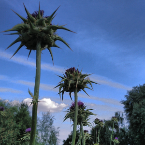 Photographie n°2484617 du taxon Silybum marianum (L.) Gaertn. [1791]