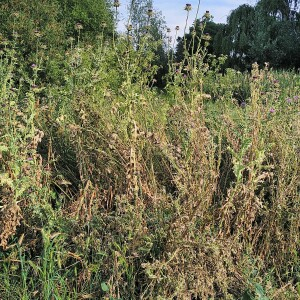 Photographie n°2484618 du taxon Silybum marianum (L.) Gaertn. [1791]