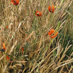 Photographie n°2484625 du taxon Papaver argemone L.