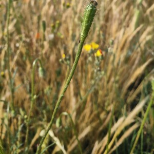 Photographie n°2484626 du taxon Papaver argemone L.