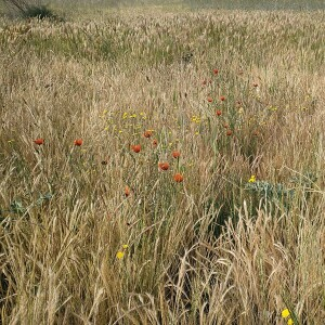 Photographie n°2484630 du taxon Papaver argemone L.