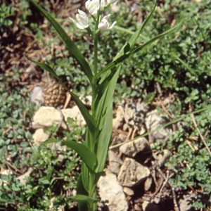 Photographie n°2484682 du taxon Cephalanthera ensifolia (Murray) Rich. [1818]