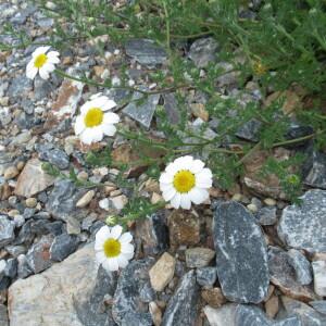 Photographie n°2484746 du taxon Anthemis arvensis subsp. incrassata (Loisel.) Nyman [1879]