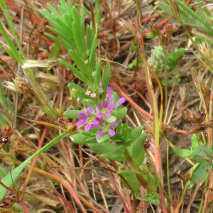 Photographie n°2484751 du taxon Lythrum hyssopifolia L. [1753]