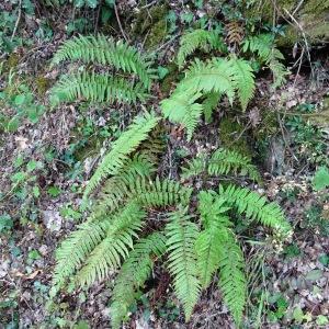 Photographie n°2484756 du taxon Polystichum setiferum (Forssk.) T.Moore ex Woyn. [1913]