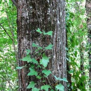 Photographie n°2484761 du taxon Tilia cordata Mill. [1768]