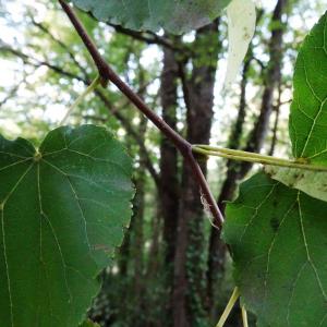 Photographie n°2484762 du taxon Tilia cordata Mill. [1768]