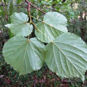 Photographie n°2484763 du taxon Tilia cordata Mill. [1768]