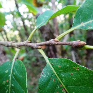 Photographie n°2484766 du taxon Castanea sativa Mill.