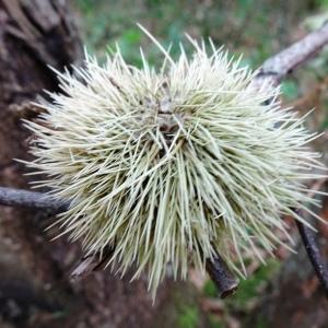 Photographie n°2484770 du taxon Castanea sativa Mill.