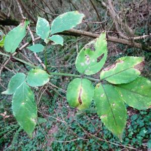 Photographie n°2484792 du taxon Sambucus nigra L. [1753]