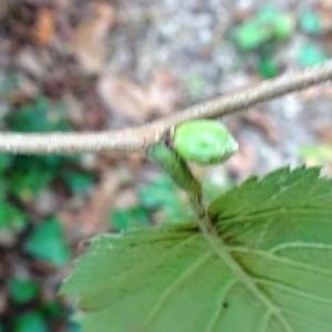 Photographie n°2484796 du taxon Corylus avellana L. [1753]