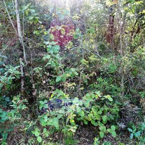 Photographie n°2484806 du taxon Viburnum lantana L. [1753]