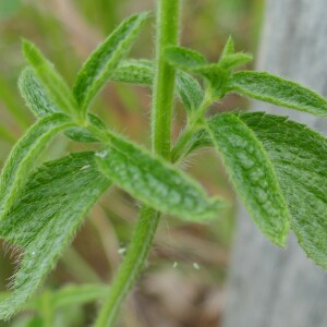 Photographie n°2484849 du taxon Stachys recta L.