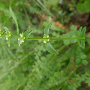 Photographie n°2484850 du taxon Stachys recta L.